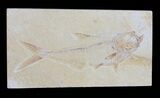 Diplomystus Fossil Fish - Wyoming #54291-1